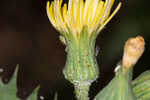 Spiney sowthistle